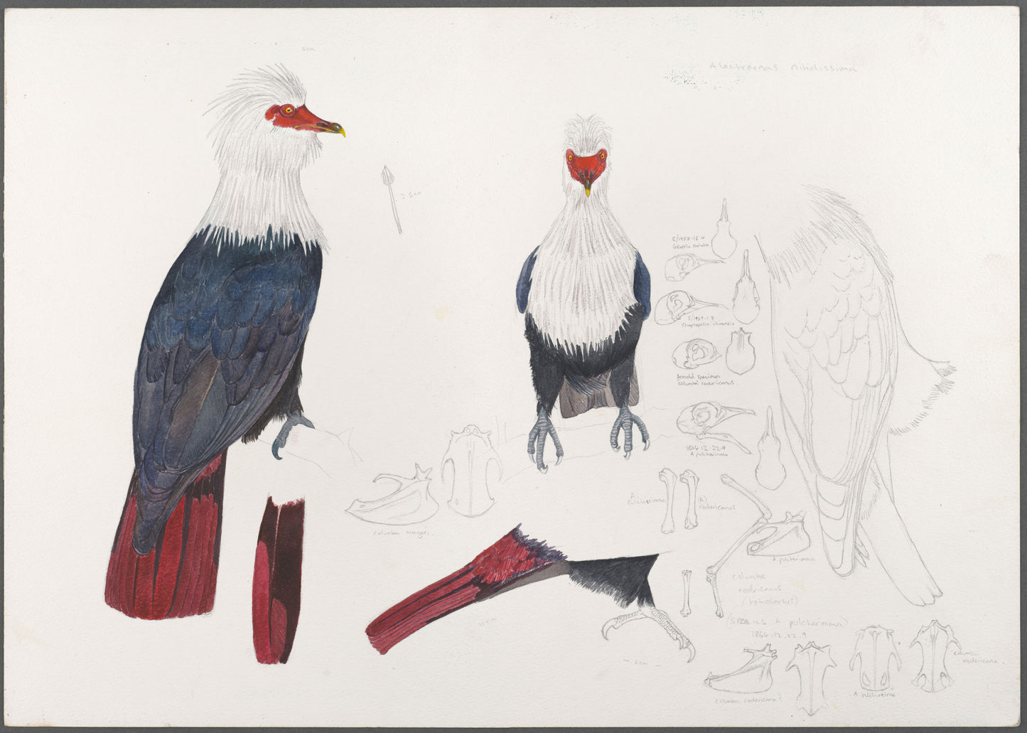 Rare collectible: Mauritius Blue Pigeon bone and original drawing by Julian Hume