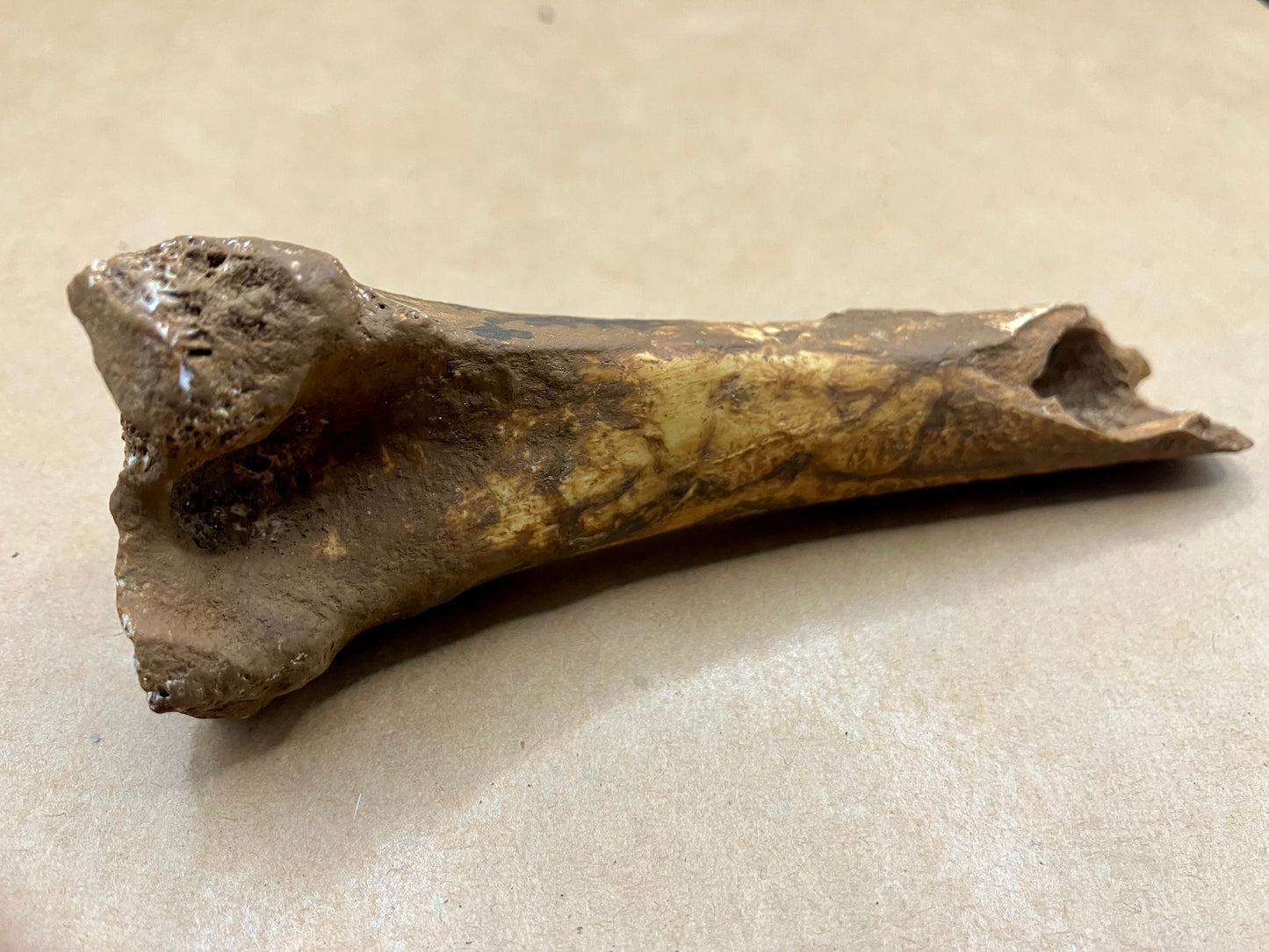 Distal Shaft of the Tibiotarsus of the Dodo