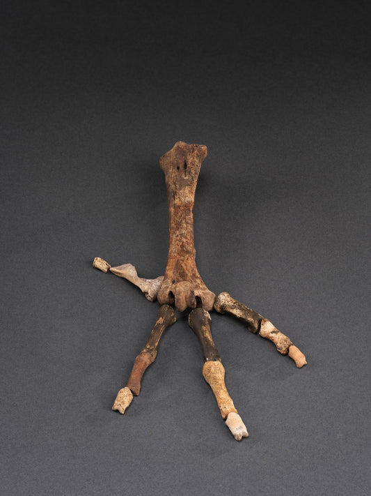 An exceedingly rare Dodo Foot (Raphus cucullatus)