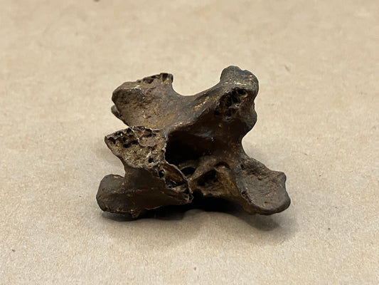 Cervical Vertebra of the Dodo (Raphus cucullatus), Mare aux Songes, Mauritius (subfossil)
