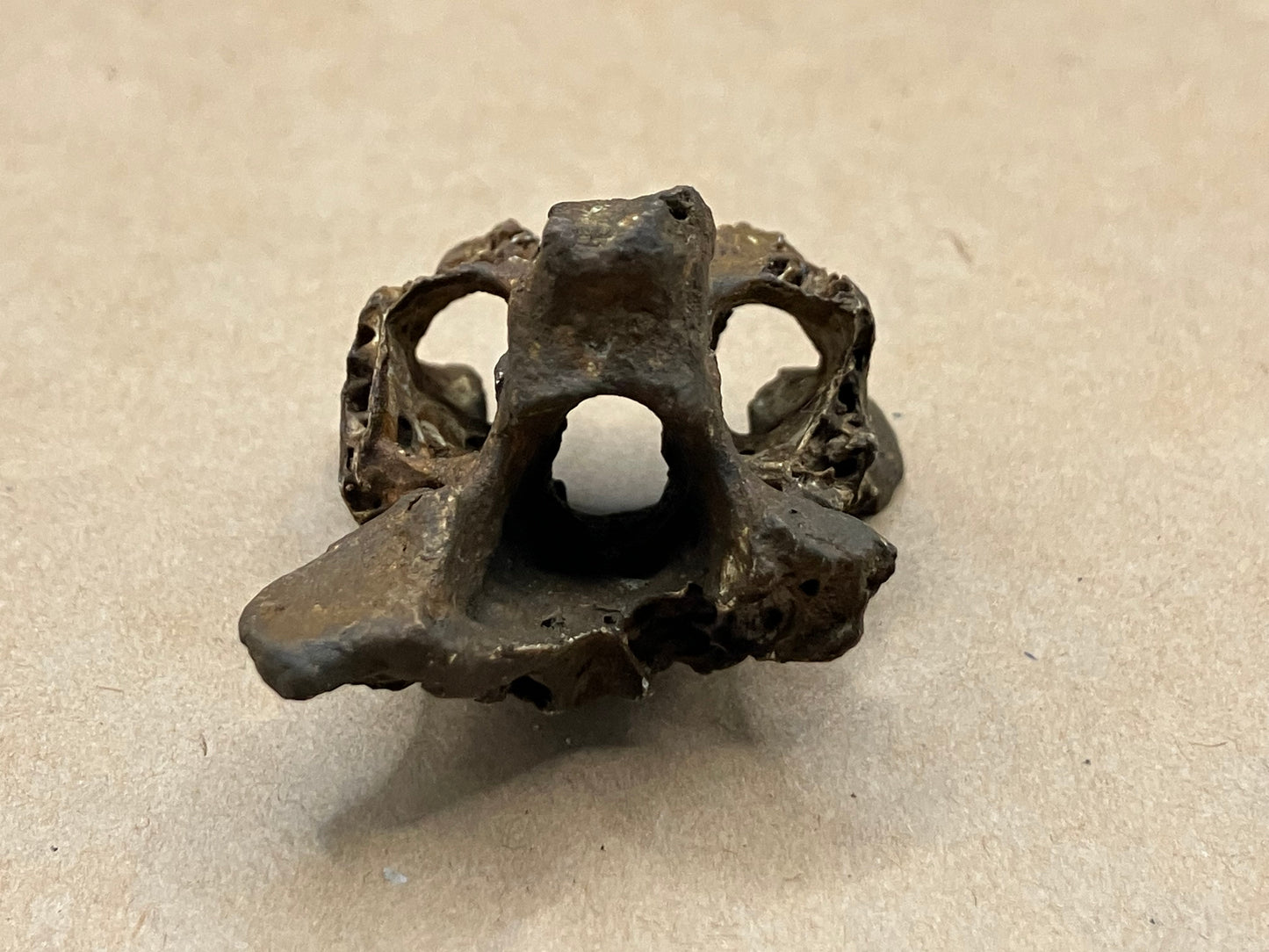 Cervical Vertebra of the Dodo (Raphus cucullatus), Mare aux Songes, Mauritius (subfossil)