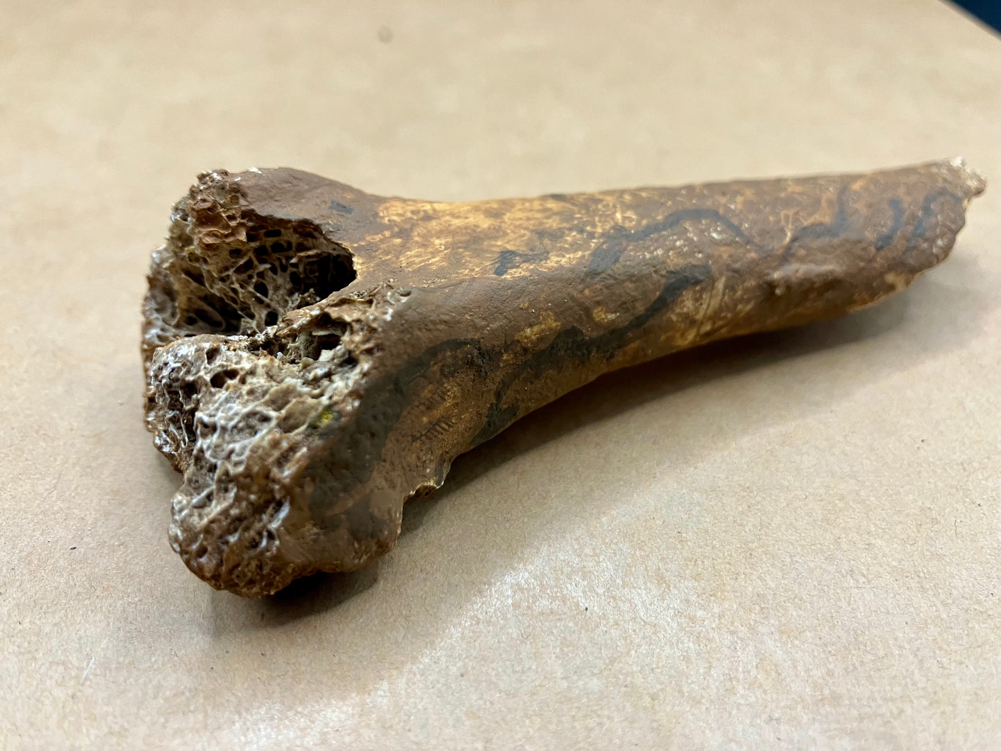 Distal Shaft of the Tibiotarsus of the Dodo